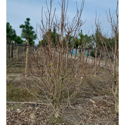 Acer campestre 'Eco Sentry'