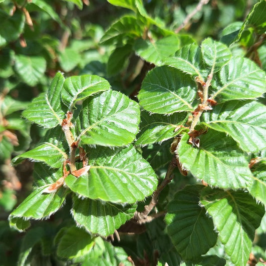 Fagus sylvatica 'Asterix'