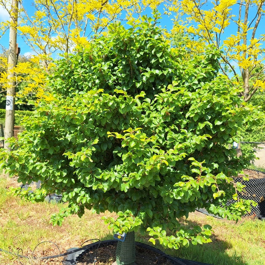 Fagus sylvatica 'Asterix'