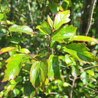 Parrotia persica 'Persian Spire'