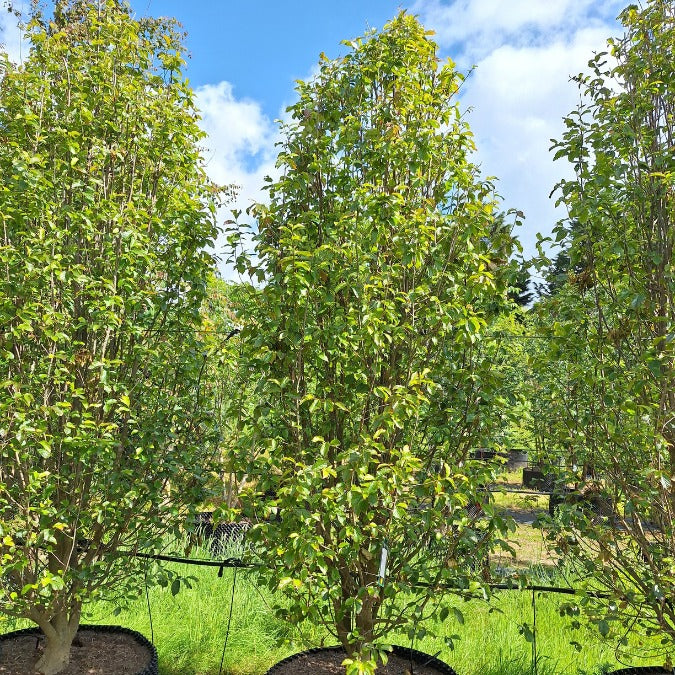 Parratio Tree Parrotia persica 'Persian Spire' – Majestic Trees
