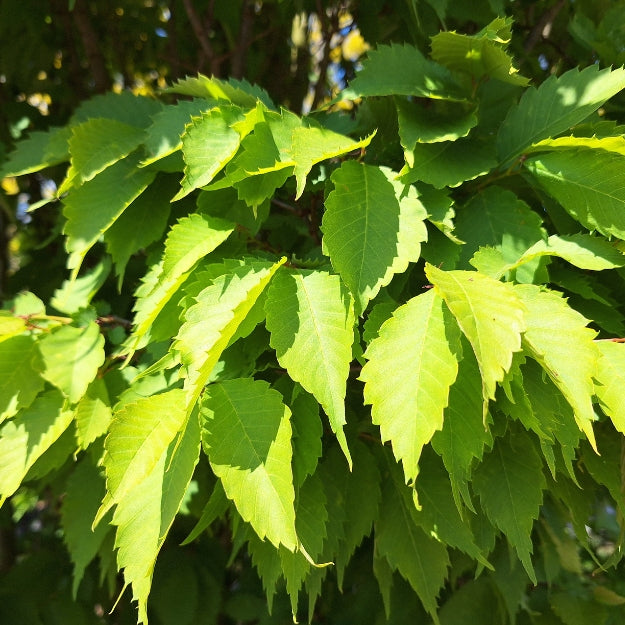 Zelkova serrata 'Goblin' – Majestic Trees