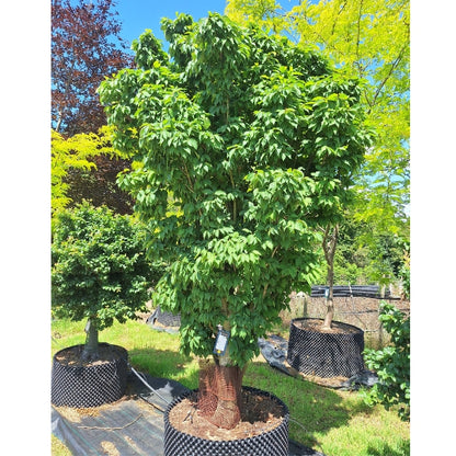 Zelkova serrata 'Goblin'
