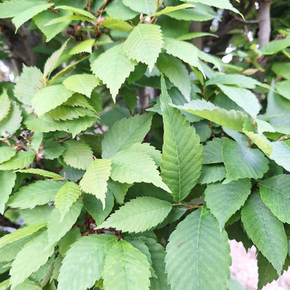 Zelkova serrata 'Goblin'