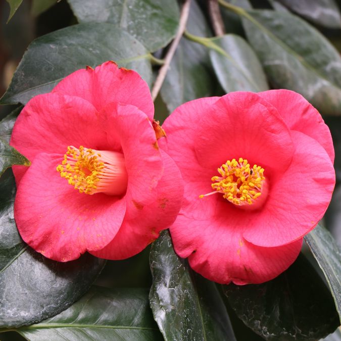 Camélia - Camellia japonica 'Dr. King' - Hauteur 50-60cm - ⌀15cm Camélia - Camellia japonica 'Dr. King' - Hauteur 50-60cm - ⌀15cm