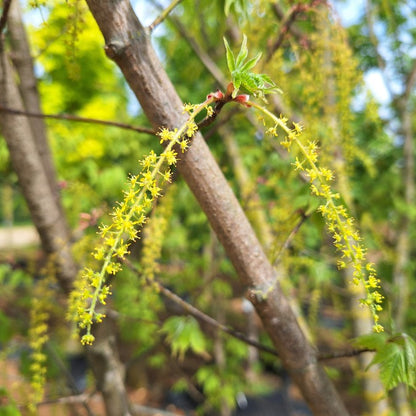 Acer cissifolium