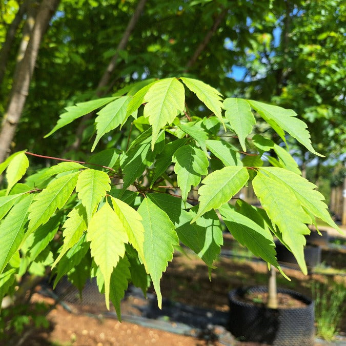 Acer cissifolium