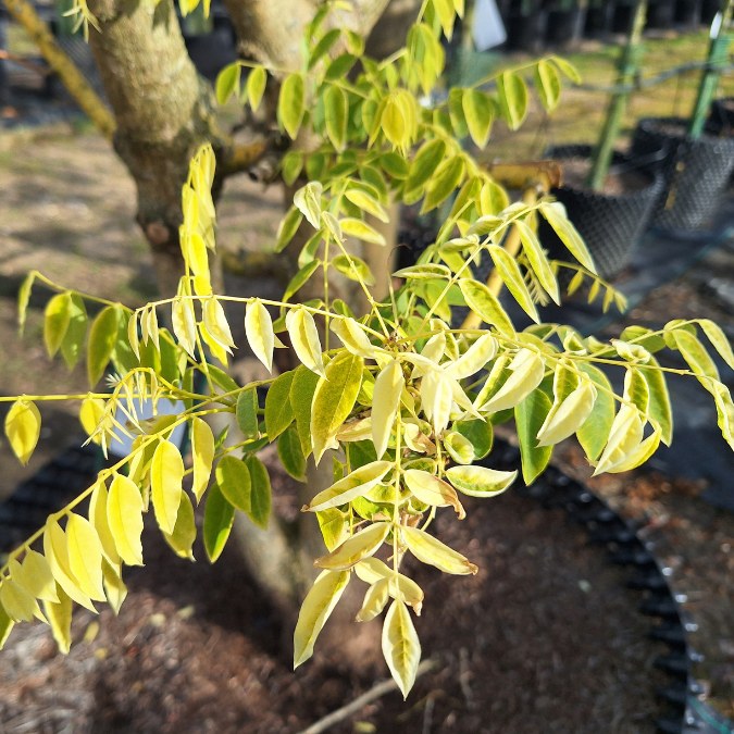 Sophora japonica 'Gold Standard'