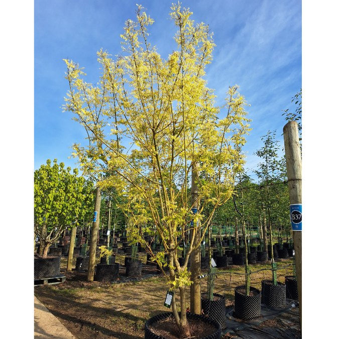 Sophora japonica 'Gold Standard'