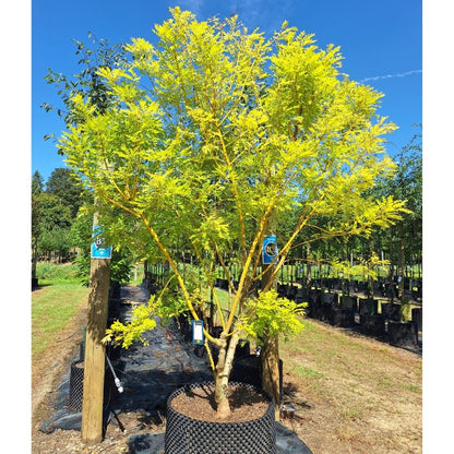 Sophora japonica 'Gold Standard'