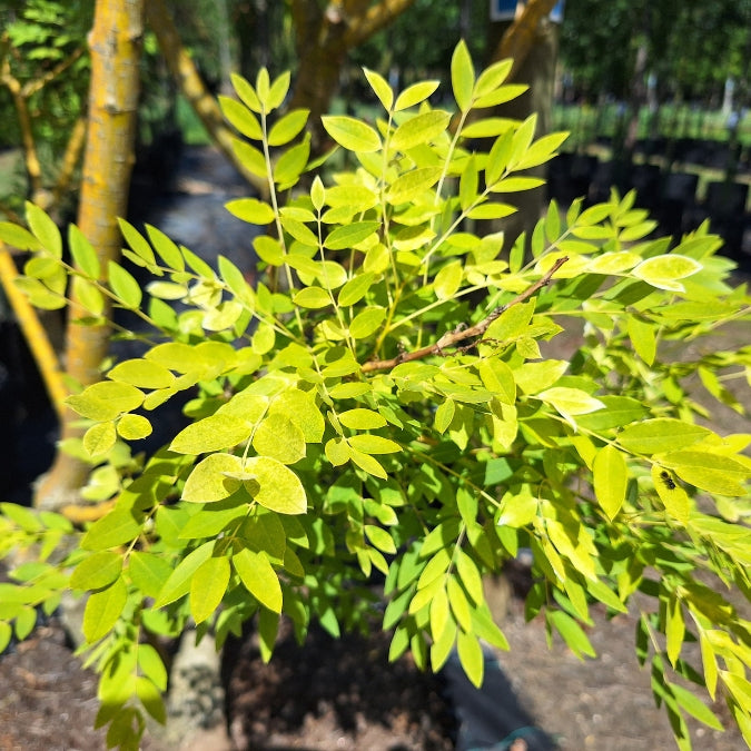 Sophora japonica 'Gold Standard'