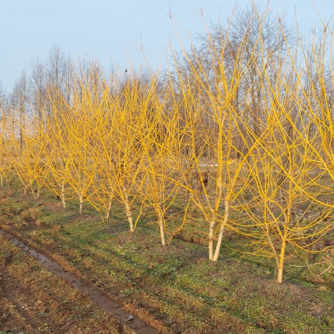 Sophora japonica 'Gold Standard'