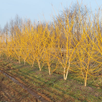 Sophora japonica 'Gold Standard'