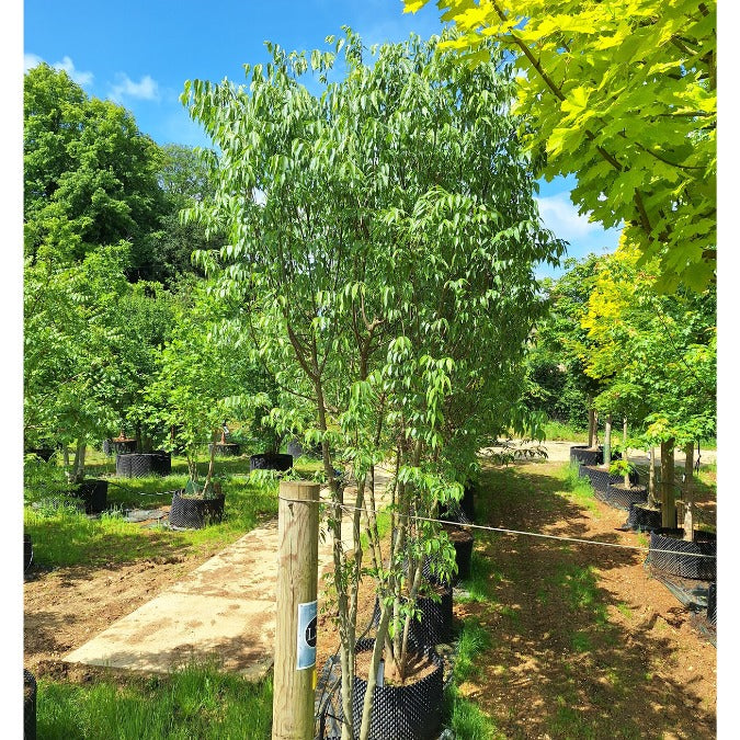 Celtis australis