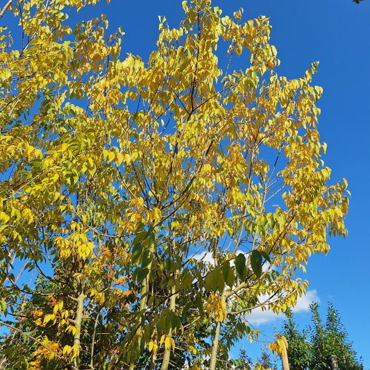 Celtis australis