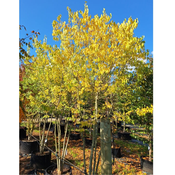 Celtis australis