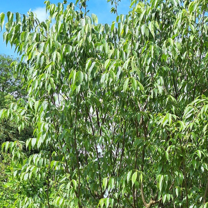 Celtis australis