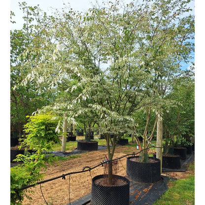 Zelkova serrata 'Variegata'