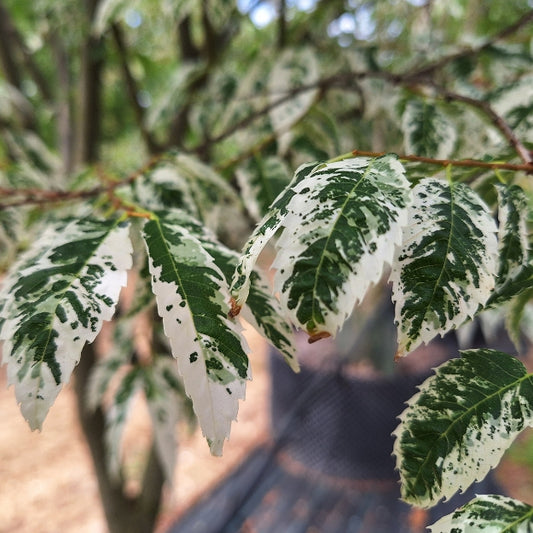 Zelkova serrata 'Variegata'