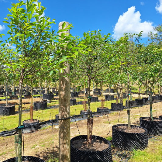 Prunus cerasus 'Griotte de Montmorency'