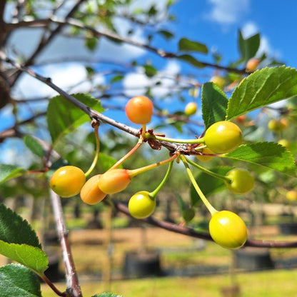 Prunus cerasus 'Griotte de Montmorency'