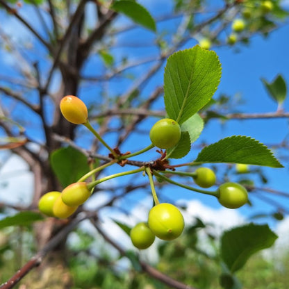 Prunus cerasus 'Griotte de Montmorency'