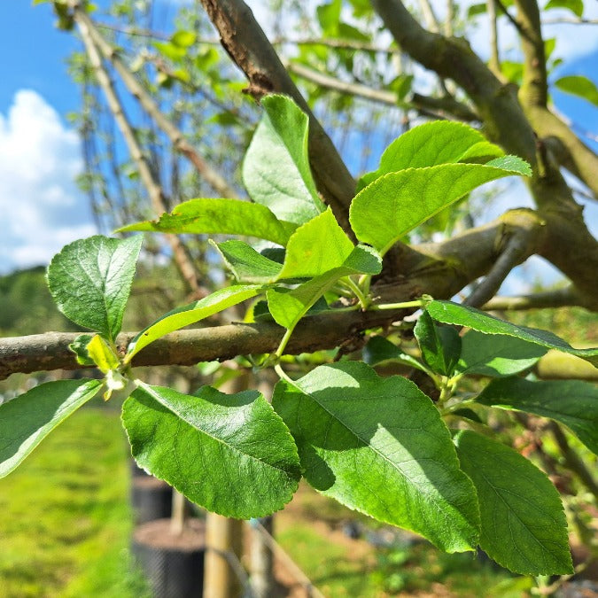 Malus d. 'Reinette du Mans'