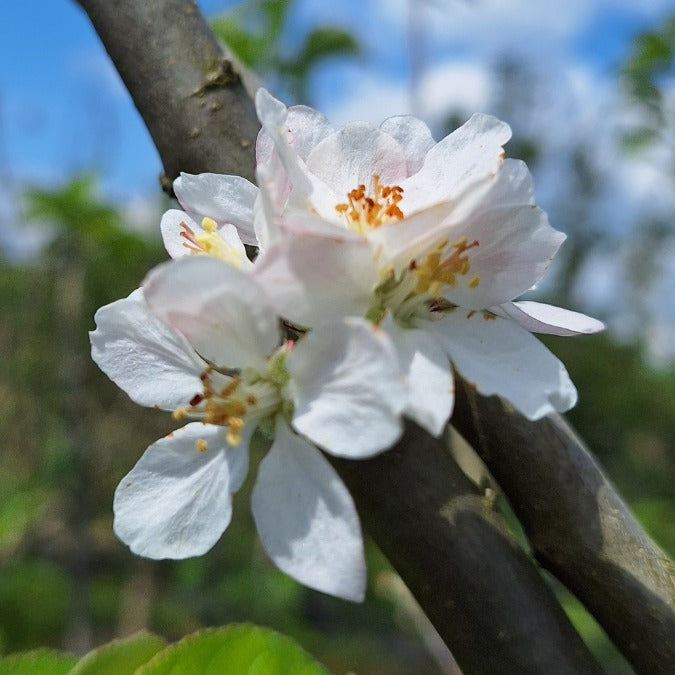 Malus d. 'Reinette du Mans'