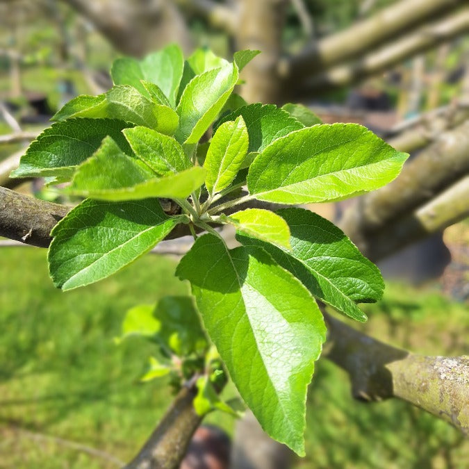 Malus d. 'Reinette du Mans'