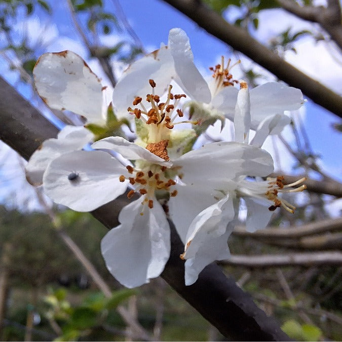 Malus d. 'Reinette du Mans'