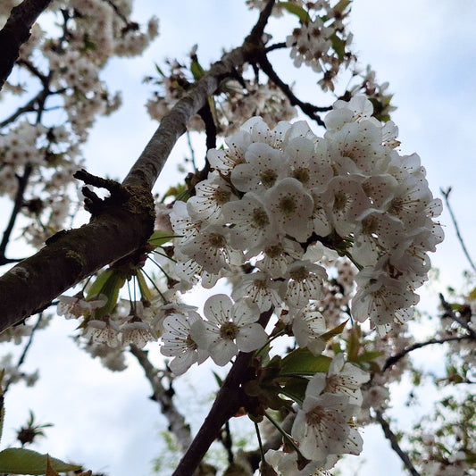 Prunus avium 'Summit'