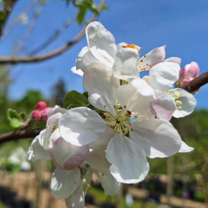 Malus domestica 'Akane'