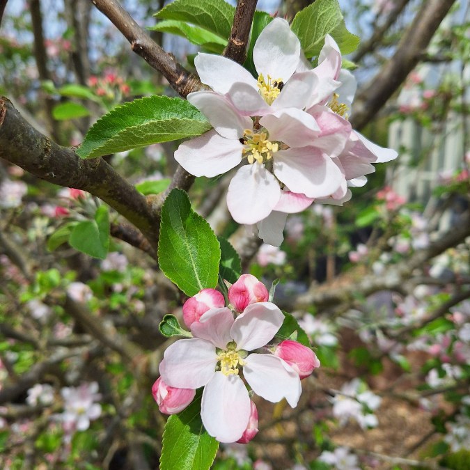 Malus d. 'Braeburn'