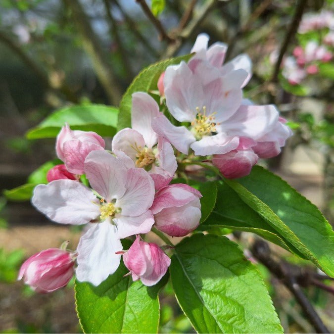 Malus d. 'Braeburn'