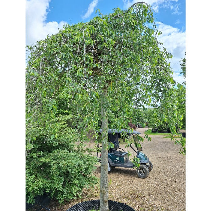 Ulmus pumila 'Mauro'