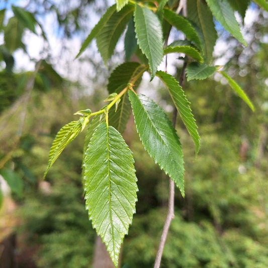 Ulmus pumila 'Mauro'