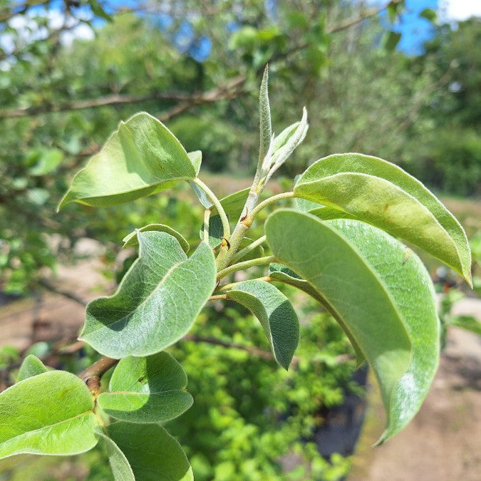 Pyrus com. 'Kruidenierspeer'