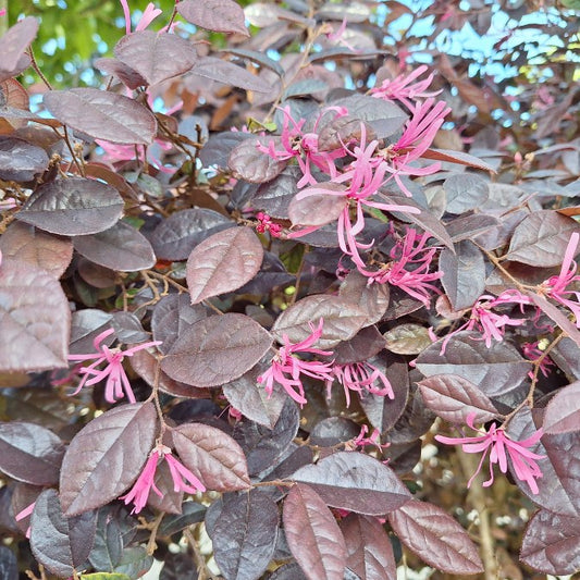 Loropetalum chinense var. rubrum 'Pearl'