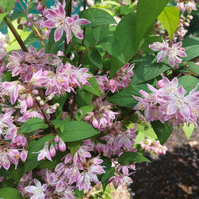 Deutzia x hybrida 'Perle Rose'