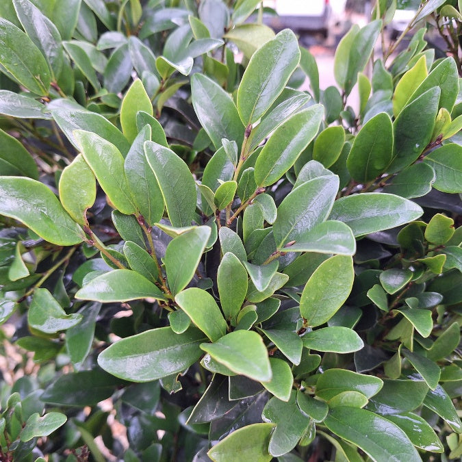 Distyllium Hedge Distylium 'Linebacker' – Majestic Trees