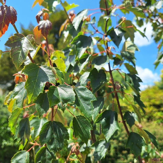 Acer rubrum 'Summer Red'