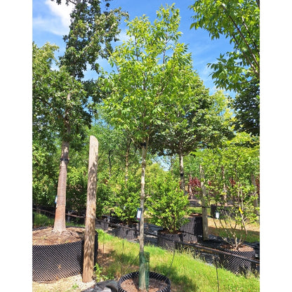 Fraxinus americana 'Autumn Purple'