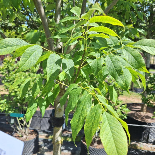 Fraxinus americana 'Autumn Purple'