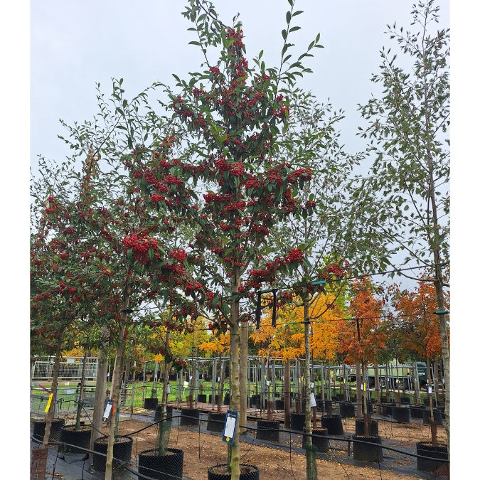 Cotoneaster × watereri