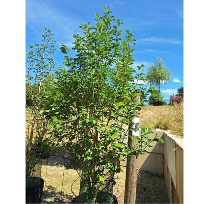 Magnolia cylindrica