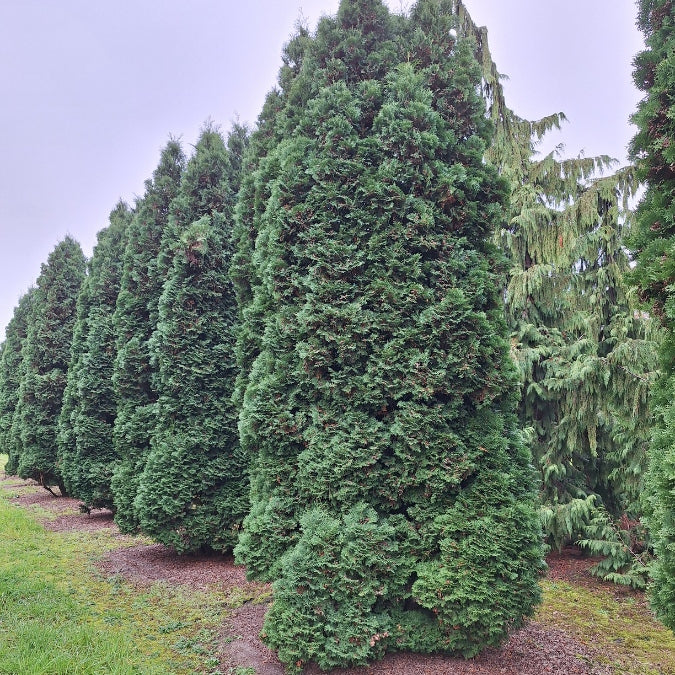 Thuja occidentalis 'Columna'