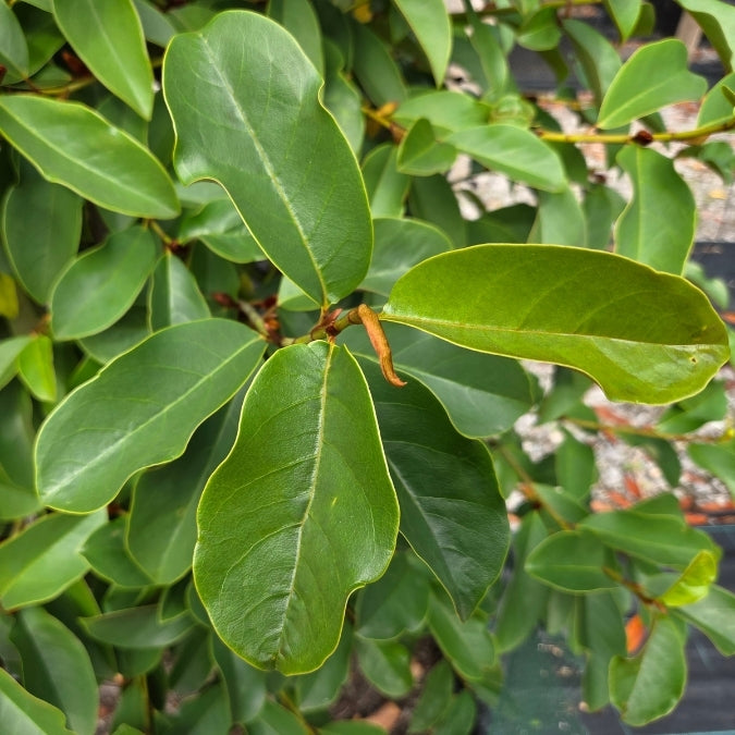 Magnolia 'Fairy Cream'
