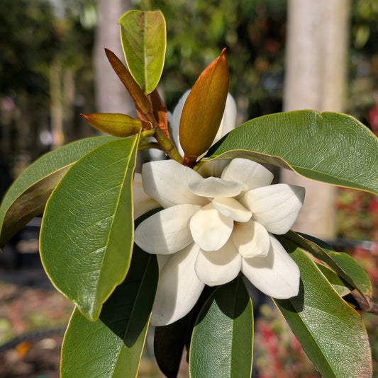 Magnolia 'Fairy Cream'