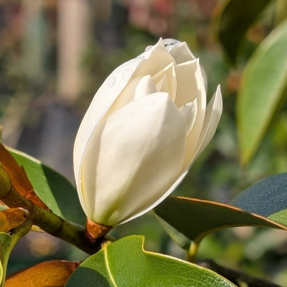Magnolia 'Fairy Cream'