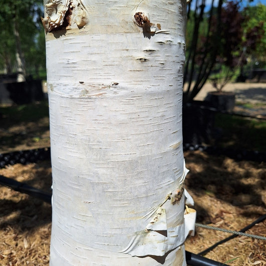 Betula × 'Edinburgh'